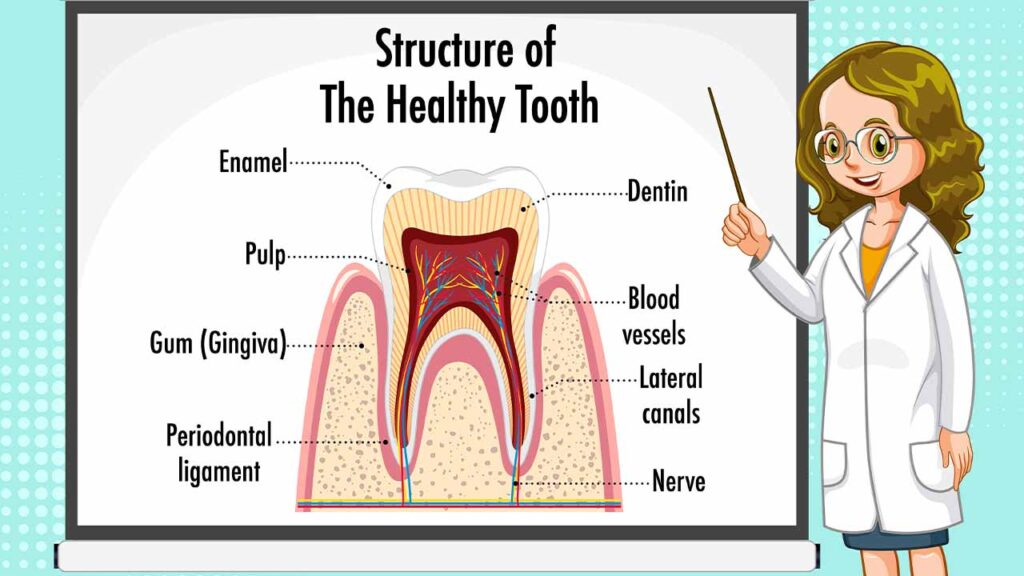How Can I Strengthen My Teeth Roots?