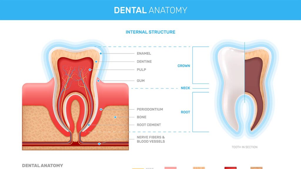 How Can I Strengthen My Teeth Roots?