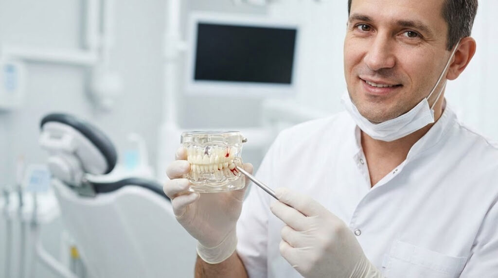 Dentist holds a dental model while explaining oral health in a bright clinic setting.
